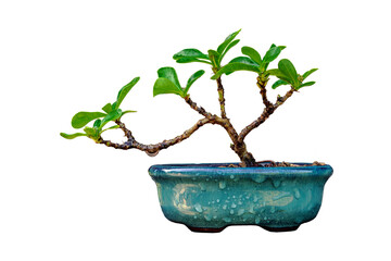 Small Ixora in ceramic pot In process bonsai