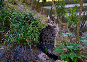 A cat among tropical plants stares you straight in the eye