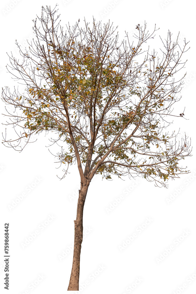 Poster tree image dicut and removed original background, png transparent