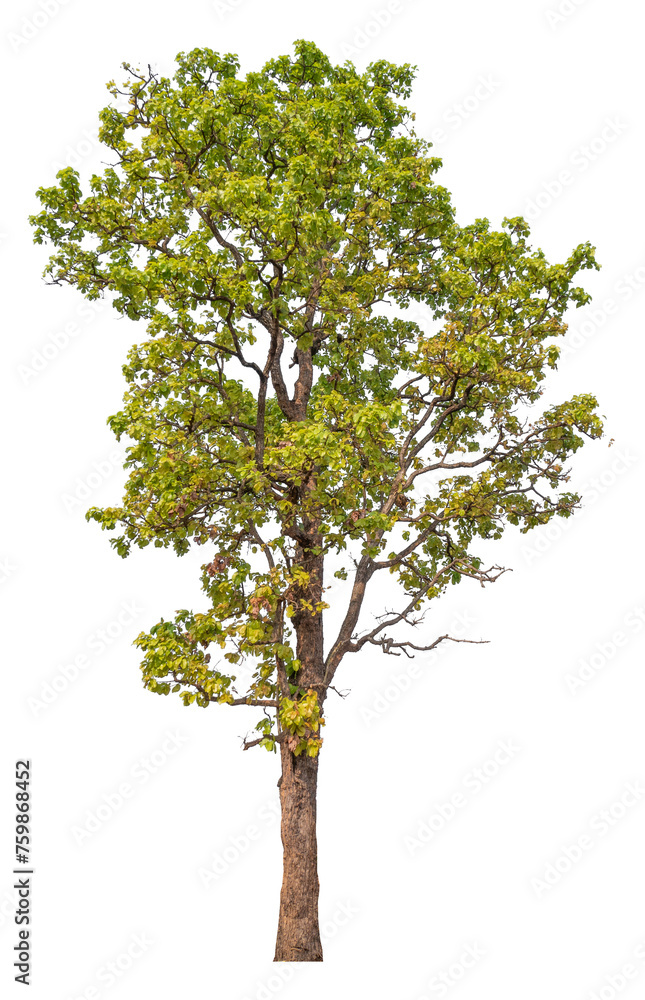 Poster tree image dicut and removed original background, png transparent