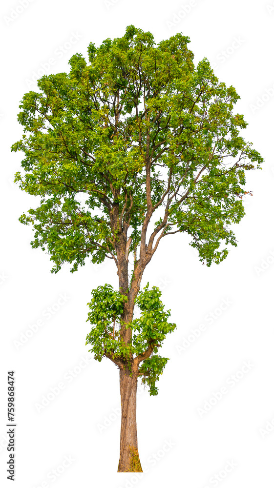 Poster tree image dicut and removed original background, png transparent
