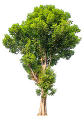 tree image dicut and removed original background, PNG transparent 