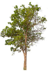 tree image dicut and removed original background, PNG transparent 