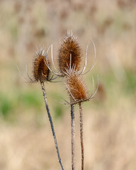 Dry Teasel in a meadow