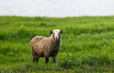 a funny sheep grazes on a green meadow and chews juicy grass