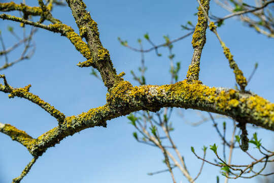 Lichen covered tree branch

