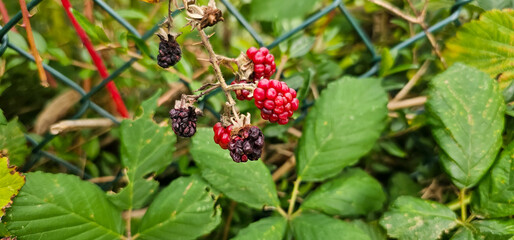 Natural fresh blackberries in the garden. Bouquet of ripe and unripe blackberry fruits - Rubus fruticosus - on a branch with green leaves at the farm. Organic farming, healthy food.