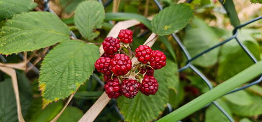 Natural fresh blackberries in the garden. Bouquet of ripe and unripe blackberry fruits - Rubus...