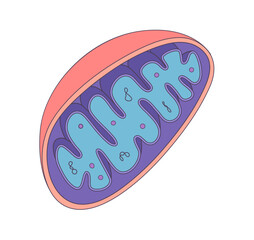 Vector illustration of Mitochondria. Doodle style