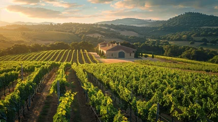 Foto op Plexiglas Early morning sun rays spill over a vast vineyard, highlighting the vibrant green grapevines and the estate nestled among the hills. © Sodapeaw