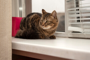 Portrait of domestic cat	
