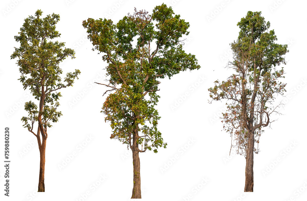 Poster tree image dicut and removed original background, PNG transparent 