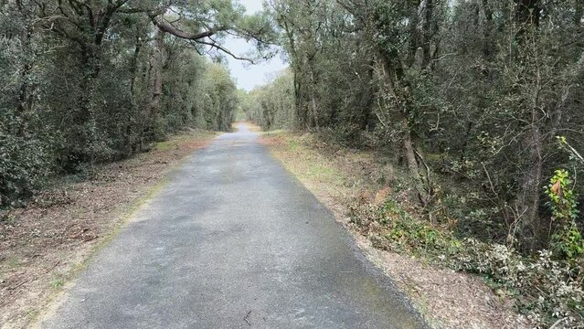 piste cyclable bitum&eacute;e sans personne droite en for&ecirc;t - V&eacute;lodyss&eacute;e