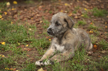 Irish Wolfhound puppy lies on the ground.