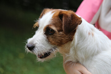 Portrait of a Jack Russell Terrier dog in the arms of its owner.