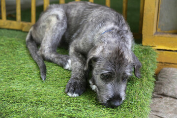 sad Irish Wolfhound puppy lies on a green background.