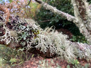 In nature, lichen on the branches of a tree.