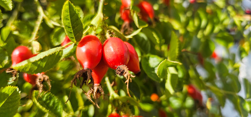 A rose hip (Rosa canina) bush bearing ripe rose hips (Rosa canina)