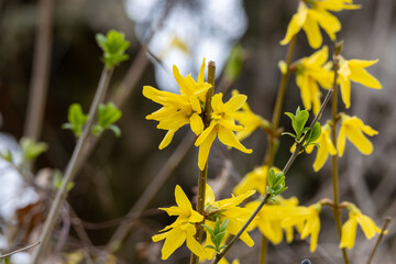 Yellow forsythia flowers on a tree in spring. Macro shot