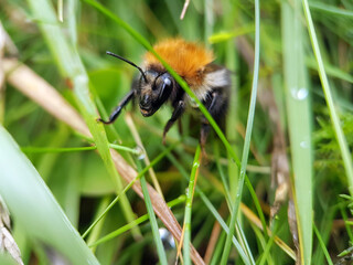 Bumblebee in grass