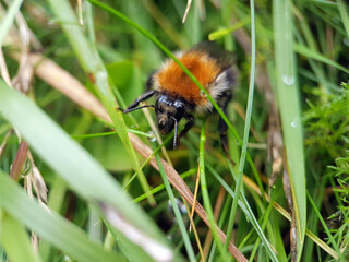 Bumblebee in grass