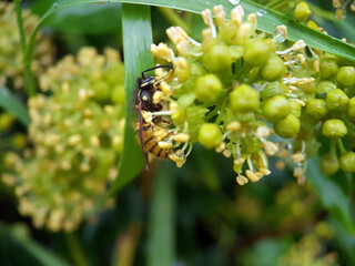 macro wasp bee on flower leaf 