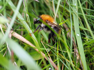Bumblebee in grass