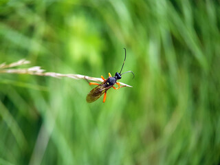 macro wasp bee on flower leaf 
