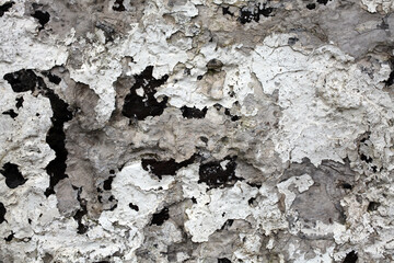 Grey and black lichens on a rock