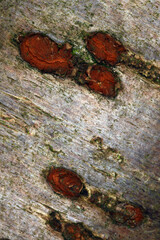 Tree trunk abstract - structural details of surface