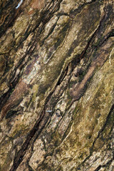 Tree trunk abstract - structural details of surface