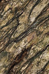 Tree trunk abstract - structural details of surface