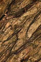 Tree trunk abstract - structural details of surface