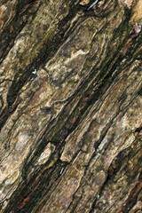 Tree trunk abstract - structural details of surface