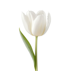 Beautiful tulip flower isolated on white