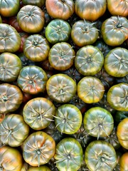 Close up of a green tomatoes in market.