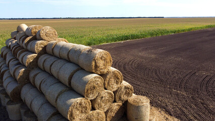 Many bales of rolls of dry straw after wheat harvest on field. Bales in form of rolls of yellow dried twisted straw collected together. Pressed straw. Stacking baling straw. Stacks Skirdy briquettes - obrazy, fototapety, plakaty