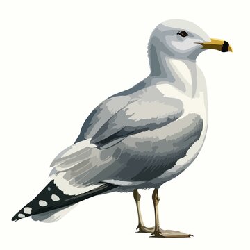 A detailed image of a Caspian Gull (Larus cachinnans) standing gracefully. Bird on white surface, suitable for naturethemed designs, bird watching blogs, birdwatching clubs, wildlife conservation webs
