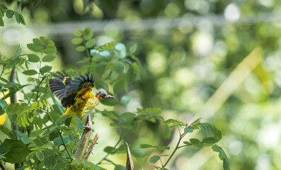 Black-headed Oriole chick cub baby trying to fly for the first time