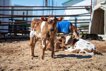 Close up view of newborn brown and black calfs lying in the hay by it's siblings on the dairy farm, cows reproduction and calving © Marina Koyen