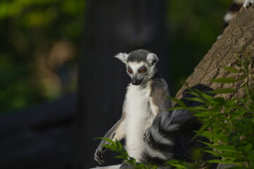 Fototapeta premium lemur resting on a tree