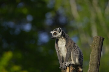 Fototapeta premium lemur sitting on a branch