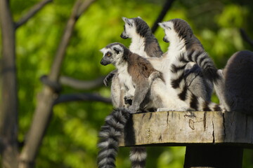 Fototapeta premium group of lemurs on a stump