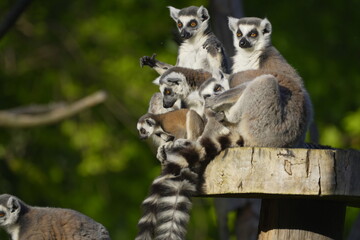 Fototapeta premium little lemur and his family sitting on a tree