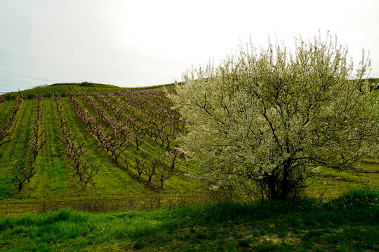 fioritura primaverile nell'Appennino Emiliano. Emilia ROmagna, Italy