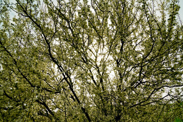 fioritura primaverile nell'Appennino Emiliano. Emilia ROmagna, Italy