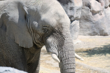 Tranquil Giant: An Elephant&rsquo;s Gentle Repose