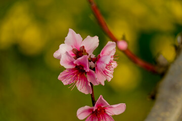 fioritura primaverile nell'Appennino Emiliano. Emilia ROmagna, Italy
