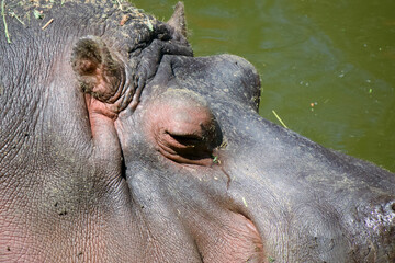 Submerged Serenity: Hippopotamus at Rest