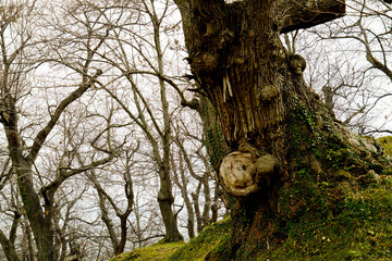Bosco di castagni alla fine dell'inverno, Appennino Emiliano. Provincia di Bologna, Emilia Romagna, Italy